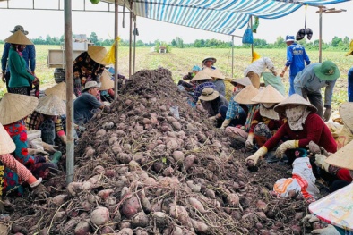 Nguồn cung nông sản tăng, thị trường trong nước có dư địa rất lớn trong dịp Tết Nhâm Dần