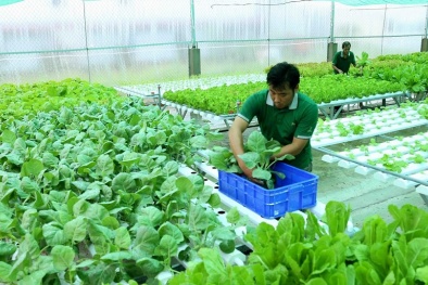 Hài hòa tiêu chuẩn Việt Nam và quốc tế giúp thúc đẩy xuất khẩu bền vững