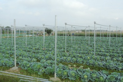 Cấp 20 mã số vùng trồng rau đủ tiêu chuẩn xuất khẩu