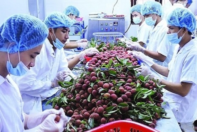Tham gia hiệp định thương mại tự do lớn nhất thế giới: Cơ hội, thách thức cho nông sản Việt 