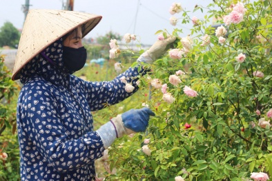 Hà Nội: Cho phép sử dụng địa danh để đăng ký bảo hộ nhãn hiệu tập thể