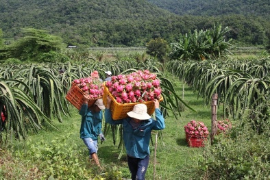 Nối lại xuất khẩu thanh long qua Lào Cai sau gần 5 tháng tạm dừng