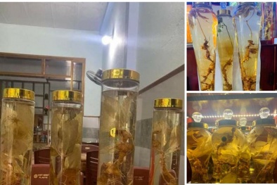 Loạn giá, loạn chất lượng sâm Ngọc Linh trước Tết Nguyên Đán
