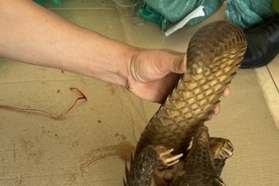 Kon Tum: Phát hiện 22 cá thể động vật hoang dã giấu dưới gầm xe container