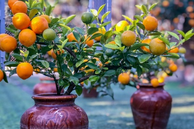 Tỉnh táo khi mua quất cảnh chơi Tết kẻo 'dính phải hàng rởm'