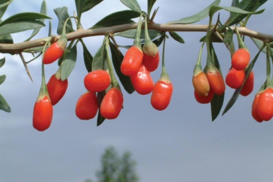 Chiết xuất dược liệu có khả năng hỗ trợ điều trị bệnh Alzheimer