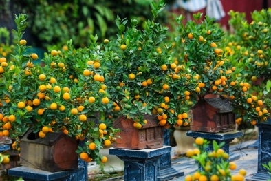 Quất bonsai ‘thuận buồm xuôi gió’ giá chục triệu hút khách dịp Tết