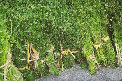 Phong tục tắm mùi già ngày 30 Tết: Công dụng tuyệt vời và những điều đại kị của rau mùi