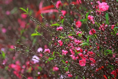 Chào Năm mới - Niềm tin mới!