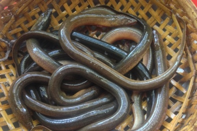 Những điều đặc biệt lưu ý khi ăn lươn để có lợi cho sức khoẻ