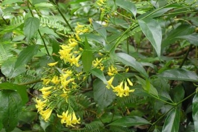 5 loại cây được trồng phổ biến nhưng chứa chất kịch độc