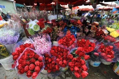 Ngày lễ Tình nhân, giá hoa hồng Đà Lạt bất ngờ tăng vọt 