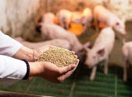 Kiểm soát giá thức ăn chăn nuôi: Cần áp dụng công nghệ cao để nâng cao hiệu quả sử dụng 
