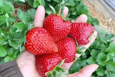 Dâu tây Mộc Châu được mùa, rẻ như chưa từng có