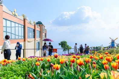 Hàng trăm ngàn du khách nô nức lên ngắm hoa tulip lần đầu xuất hiện trên đỉnh Núi Bà Tây Ninh