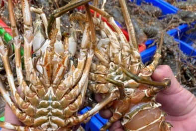 Trung Quốc ngừng thông quan, tiểu thương quay đầu kêu gọi dân mạng… giải cứu tôm hùm!