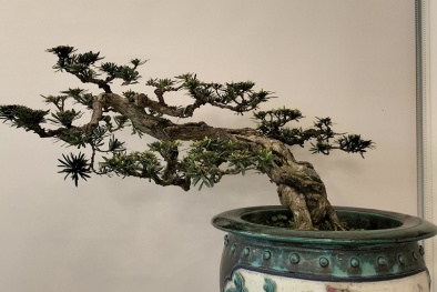 Mãn nhãn những tác phẩm bonsai đặc sắc, hội tụ tiêu chí ‘cổ, kỳ, mỹ, văn’