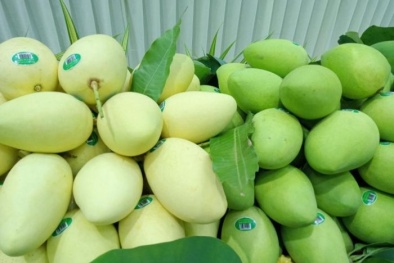 Xuất khẩu 3 tấn xoài Cát Chu của Đồng Tháp đạt chuẩn sang EU