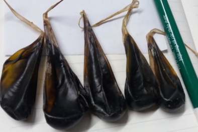 Uống mật khỉ để phòng bệnh, trẻ 9 ngày tuổi ngừng thở, ngừng tim 