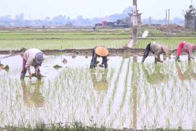 Rét đậm rét hại, Bộ NN&PTNT khuyến cáo biện pháp phòng chống