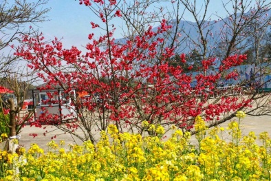 Có một mùa hoa cải, nở vàng ở Fansipan