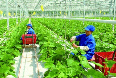 Cảnh báo lừa đảo lao động đi làm việc thời vụ tại Hàn Quốc