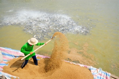 Quy chuẩn thức ăn chăn nuôi thủy sản có gì đáng chú ý?