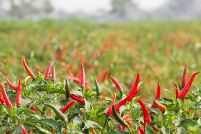 Trung Quốc chấp thuận xuất khẩu trở lại mặt hàng quả ớt tươi của Việt Nam