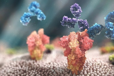 Cấp phép nhập khẩu kháng thể đơn dòng ngừa nhiễm Covid-19