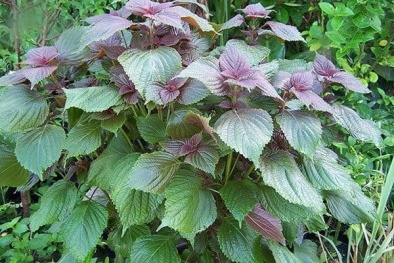 Tưởng bình dân, lá tía tô được người Nhật coi như thần dược cho sức khỏe