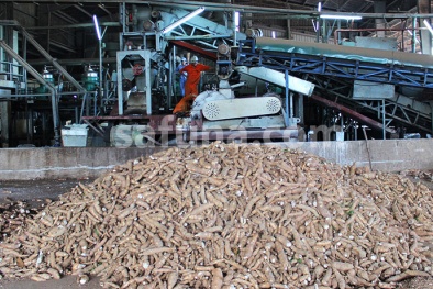 Tổng cục Thuế phản hồi về Quy định 'hoàn thuế giá trị gia tăng đối với mặt hàng tinh bột sắn'