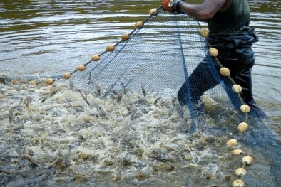 Ứng dụng số cho Diễn đàn Tôm Việt - góp phần phát triển ngành tôm bền vững