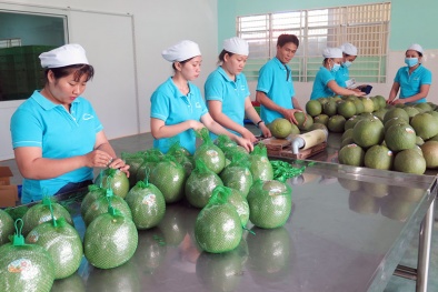 Vi phạm về mã số vùng trồng, cơ sở đóng gói: Chưa có chế tài đủ mạnh để xử lý