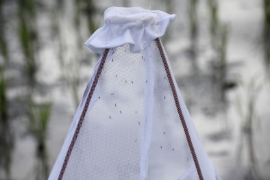 Anh: Phát minh màn bẫy muỗi giúp giảm thiểu bệnh sốt rét