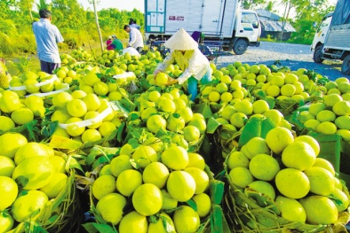 Quản lý chặt chẽ mã số vùng trồng và cơ sở đóng gói - giải pháp tăng kim ngạch xuất khẩu 