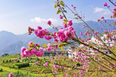 Lên đỉnh Fansipan mùa tháng 4 để ngắm ngàn hoa khoe sắc 