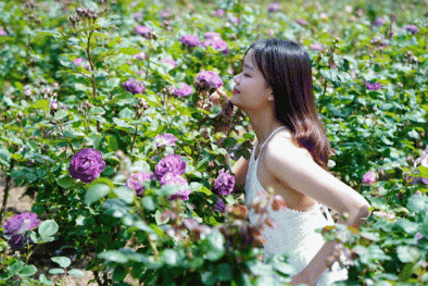 Lễ hội hoa hồng lớn nhất Tây Bắc sắp diễn ra tại Sun World Fansipan Legend 