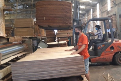 Doanh nghiệp cần theo sát vụ Hoa Kỳ điều tra chống lẩn tránh thuế chống bán phá giá gỗ dán cứng từ Việt Nam