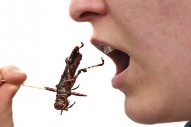 Cảnh báo ngộ độc khi ăn côn trùng