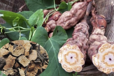 Tác hại không ngờ từ việc sử dụng hà thủ ô sai cách