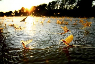 Săn con vật vờ ở sông Hồng, bán nửa triệu đồng mỗi kg