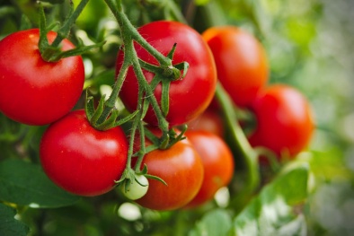 Thiết lập chuỗi giá trị nông sản thông minh và an toàn tại Việt Nam