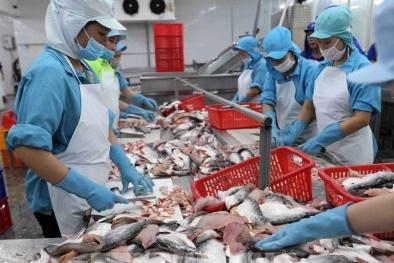 Việt Nam có 19 nhà máy chế biến cá tra được xuất khẩu sang thị trường Mỹ 