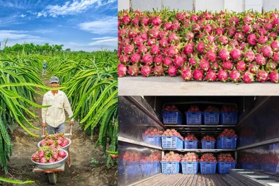 Nâng cao chất lượng trái thanh long, thúc đẩy xuất khẩu thị trường nước ngoài