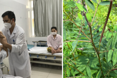 Ăn quả muồng tây ngừa bệnh tiểu đường hai vợ chồng bị liệt toàn thân