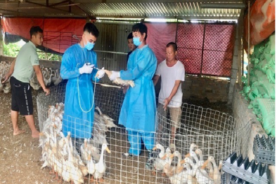 Ngăn chặn, xử lý việc buôn bán thuốc, vaccine thú y không rõ nguồn gốc 