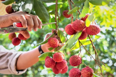 Chất lượng vải thiều năm nay cao hơn mọi năm