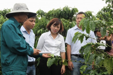 7.000 nông dân Tây Nguyên được hưởng lợi từ các dự án cảnh quan cà phê bền vững 