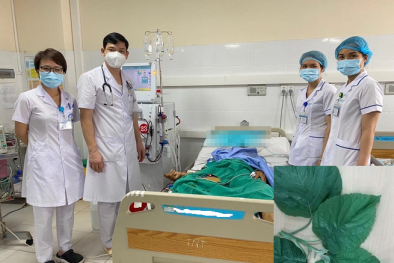 Suy gan cấp do dùng lá lộc mại chế biến thực phẩm