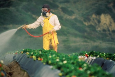 Cảnh báo tác hại khi ăn phải thực phẩm còn tồn dư chất hóa học